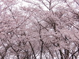 桜満開！お花見に行ってきました～